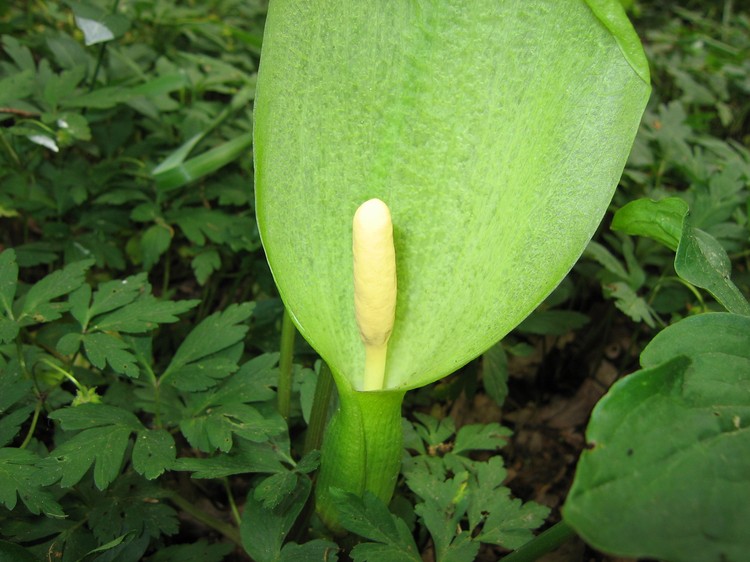 Arum italicum